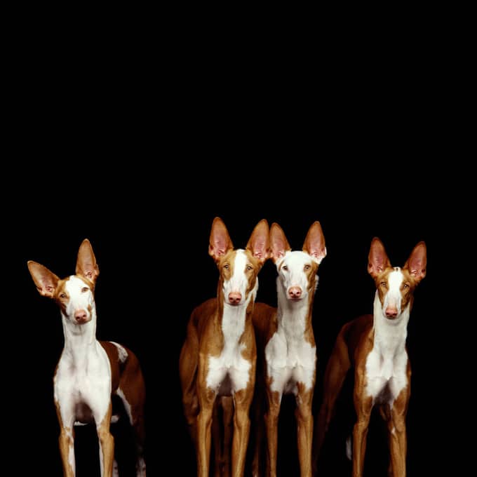 foto Perro ibicenco