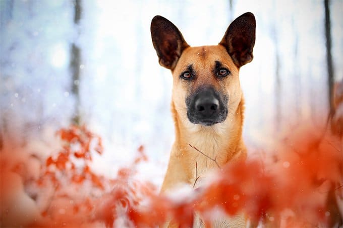 foto Información, fotos, características y datos de la raza de perro Belga Malinois