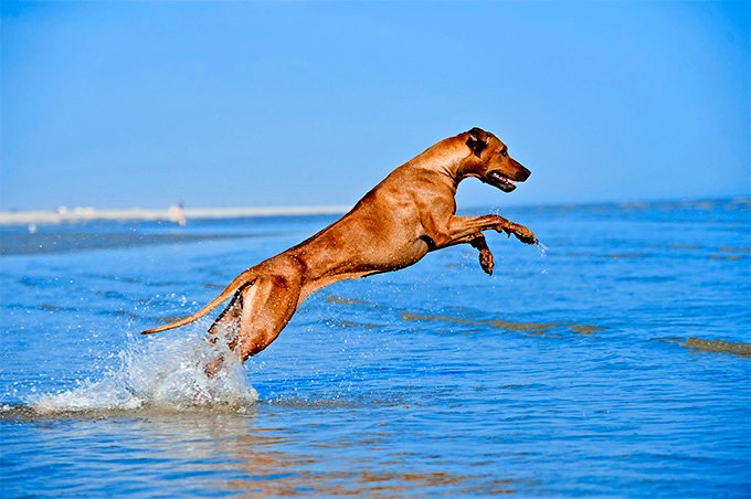 foto Información, fotos, características y datos de la raza de perro Rhodesian Ridgeback