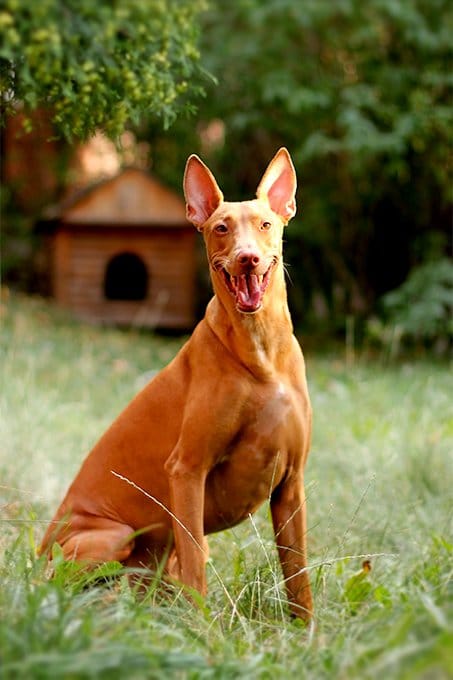 foto Información sobre la raza de perro Pharaoh Hound, fotos, características y hechos