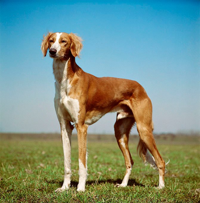 foto Información sobre la raza de perro Saluki, fotos, características y hechos