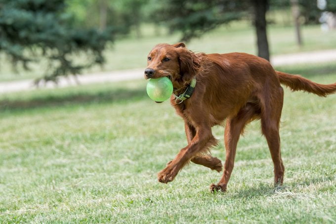 foto Perro Setter Irlandés