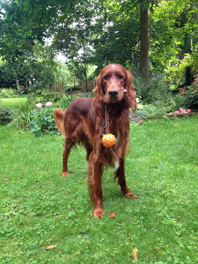 foto Perro Setter Irlandés