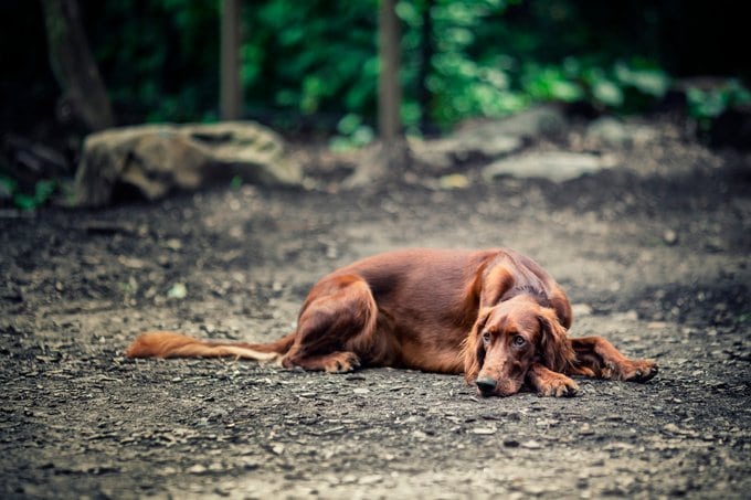 foto Perro Setter Irlandés