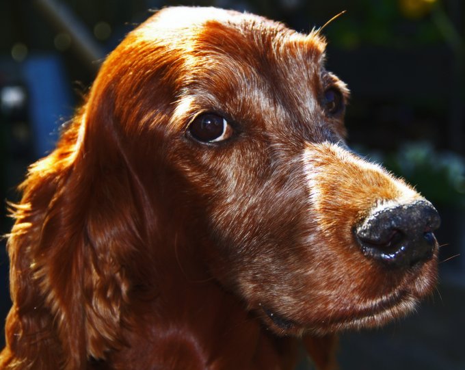 foto Perro Setter Irlandés