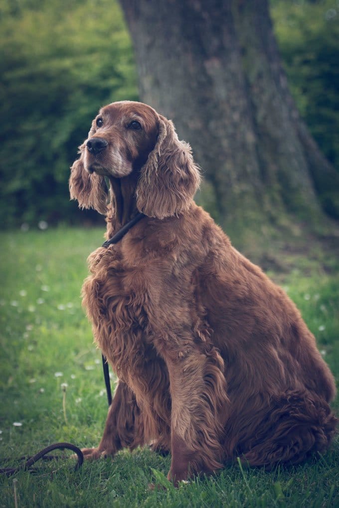 foto Perro Setter Irlandés