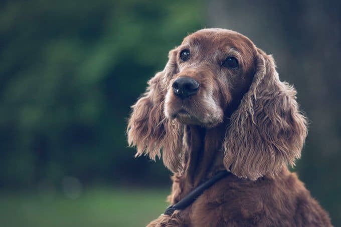 foto Perro Setter Irlandés