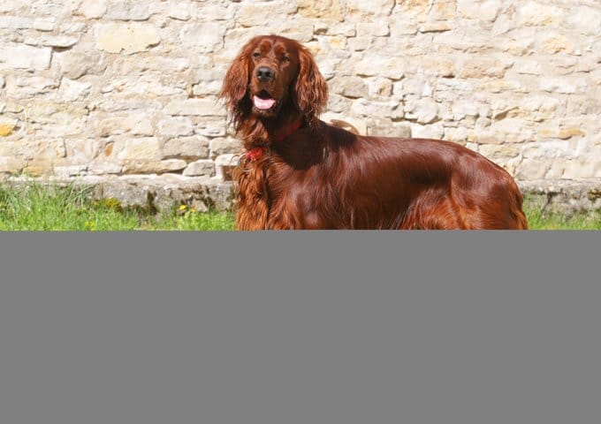 foto Perro Setter Irlandés