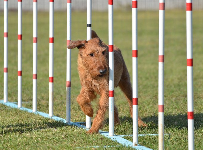 foto Perro Terrier Irlandés