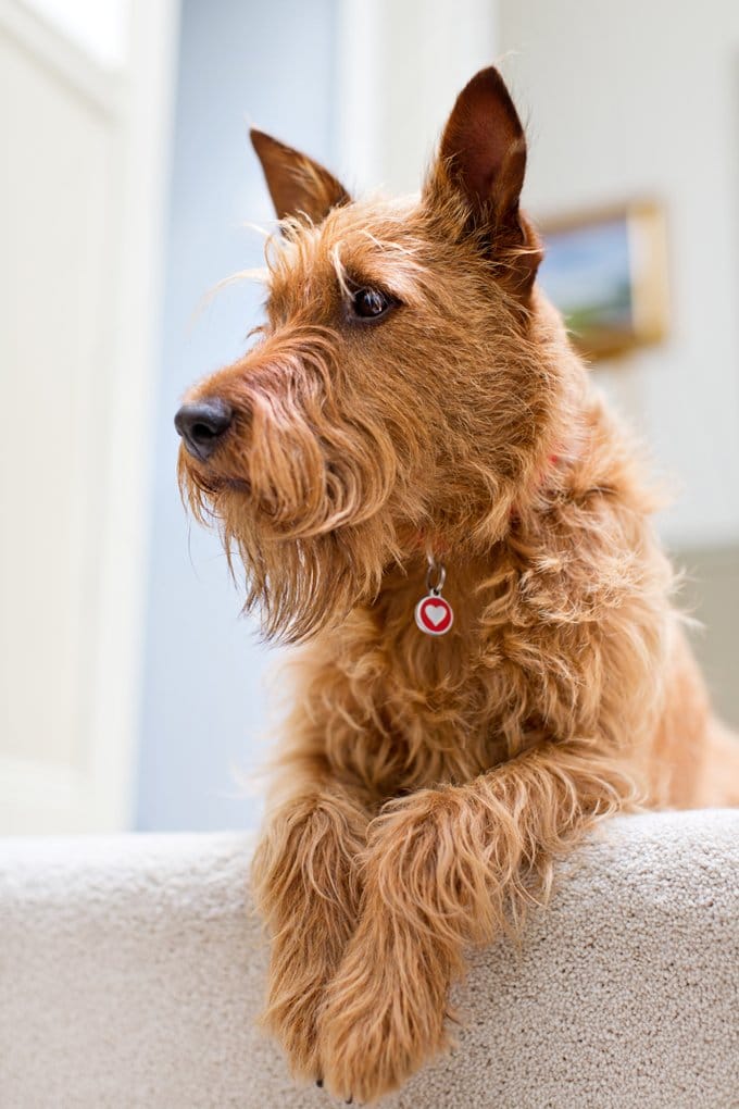 foto Perro Terrier Irlandés