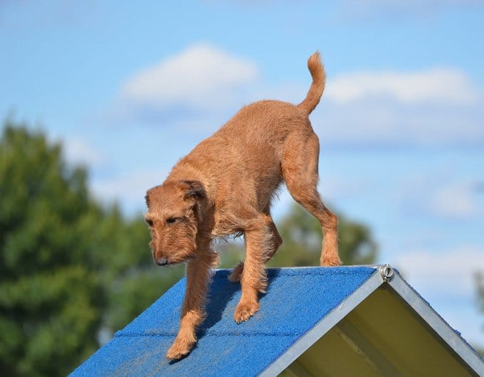 foto Perro Terrier Irlandés