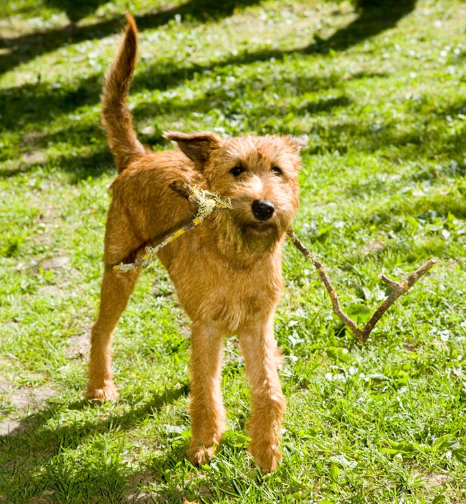 foto Perro Terrier Irlandés