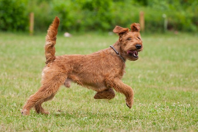 foto Perro Terrier Irlandés