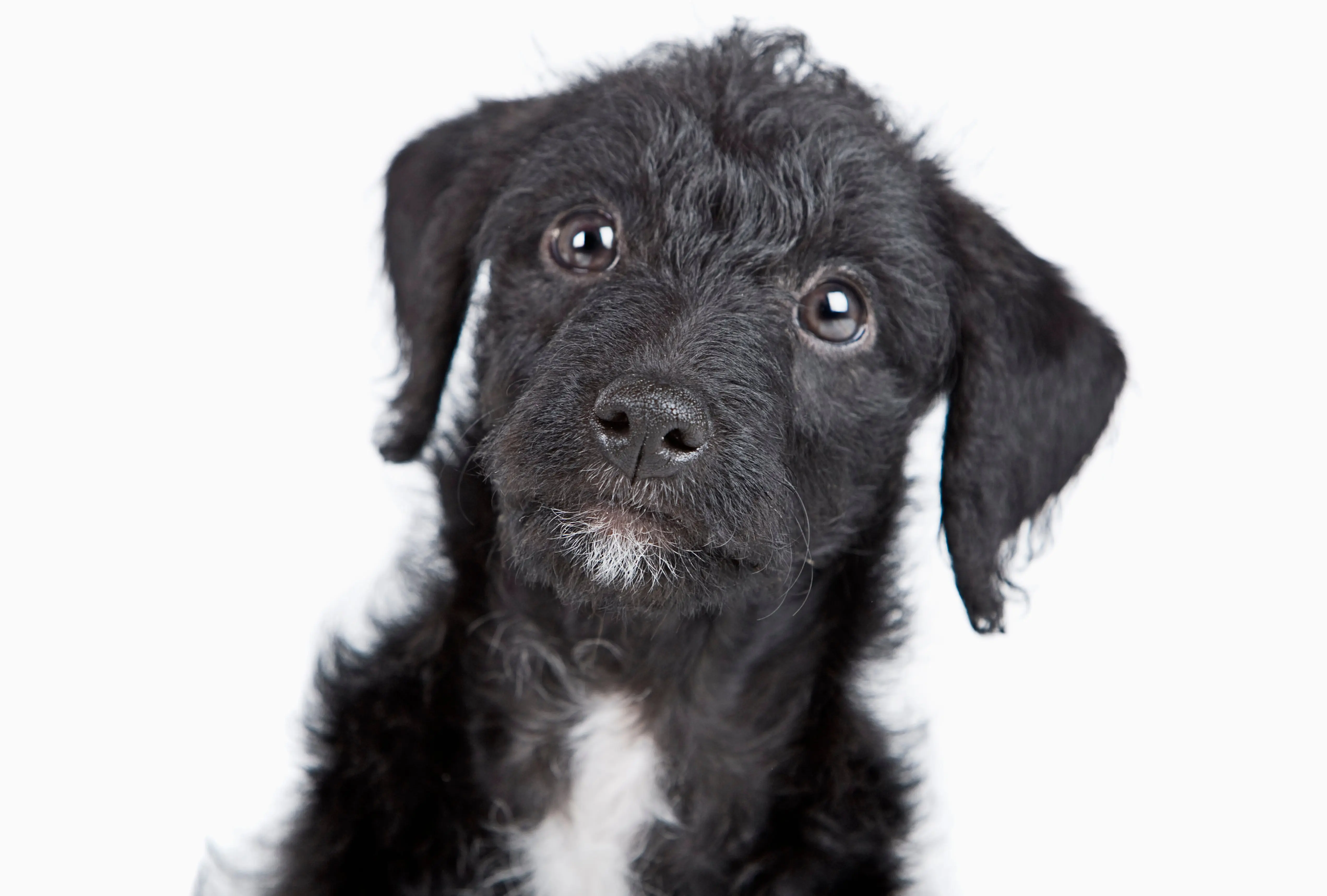 foto Perro de raza Jack-A-Poo