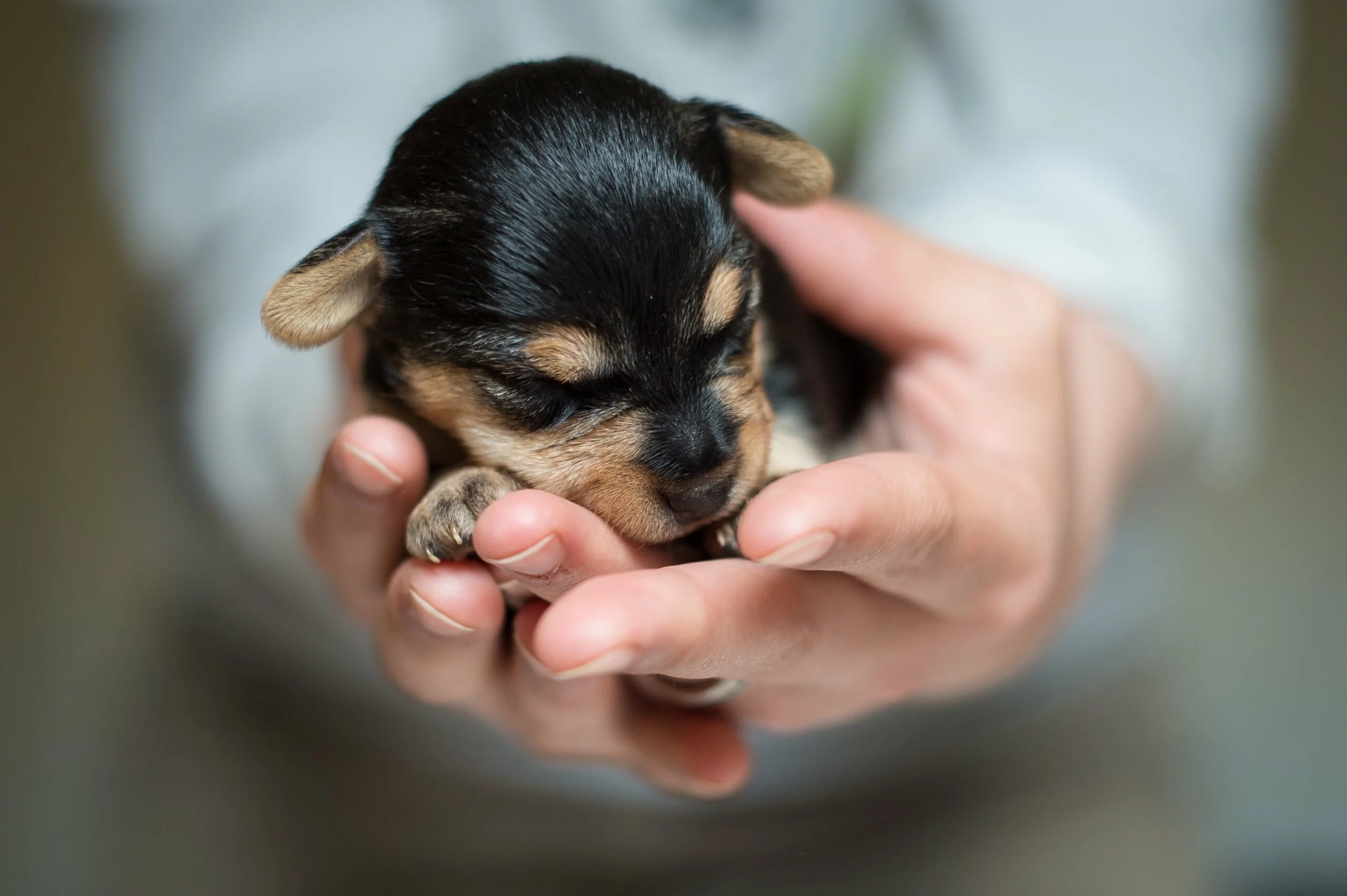 foto Perro de raza Jack-A-Poo