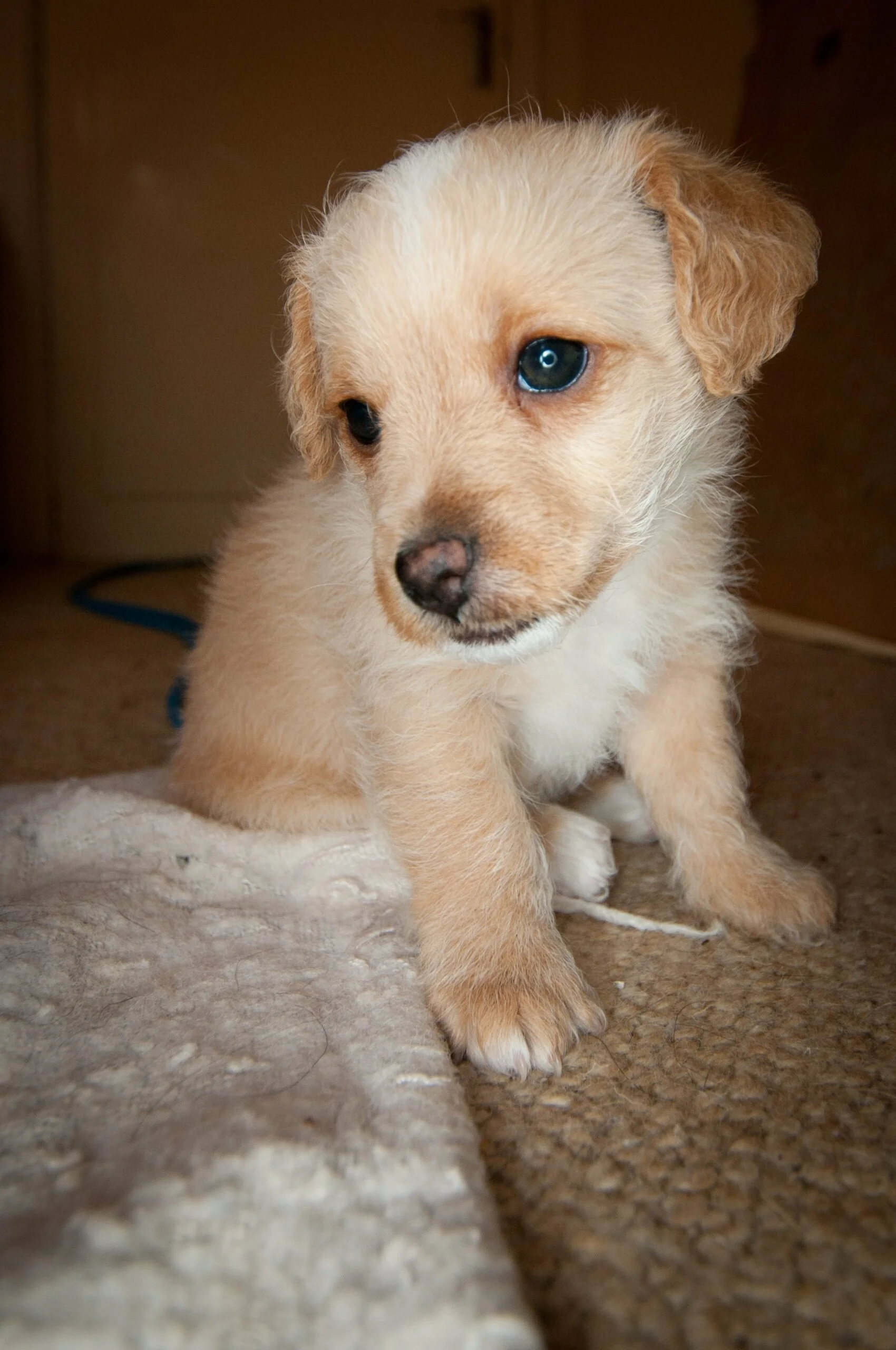 foto Perro de raza Jack-A-Poo