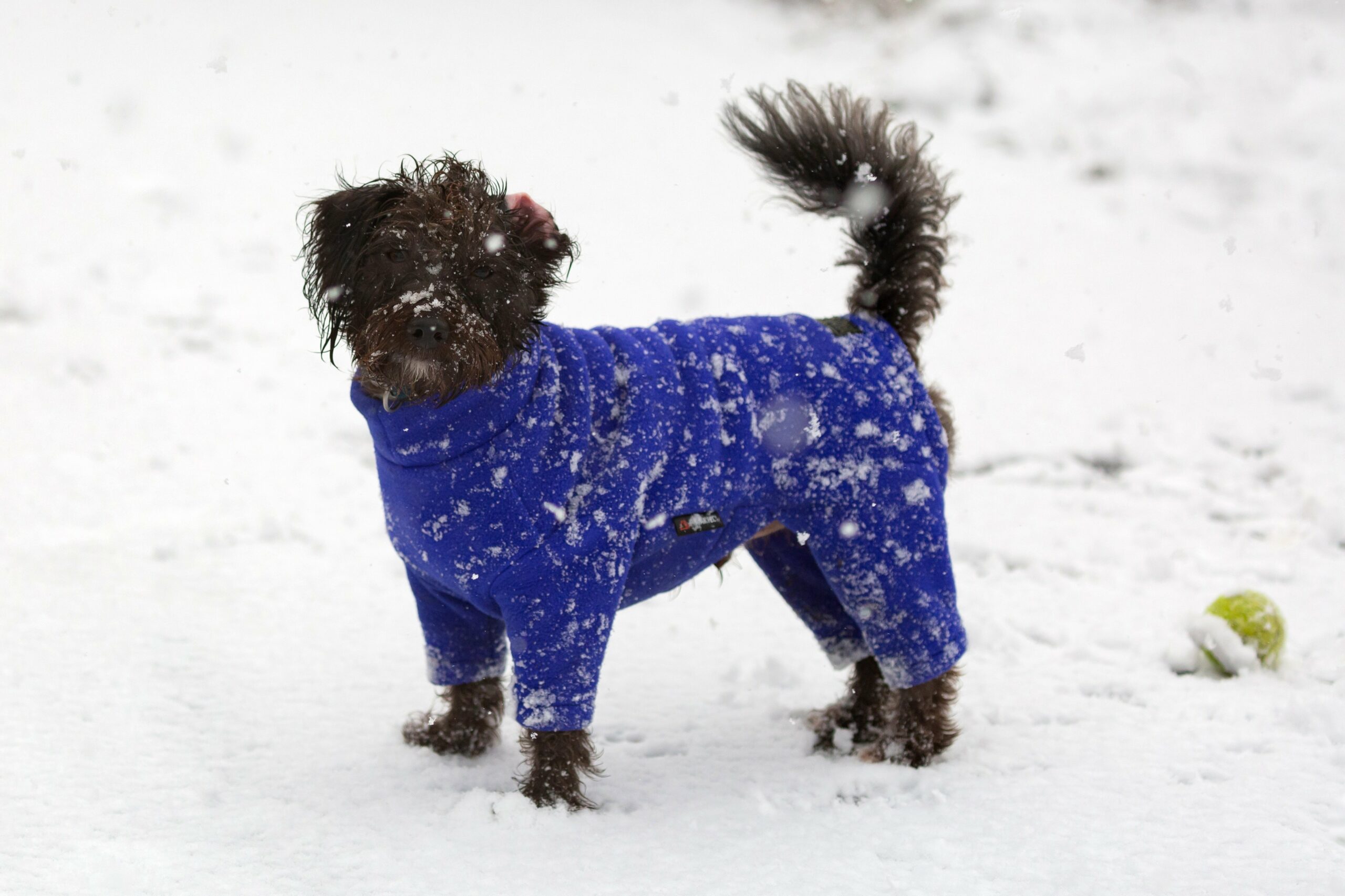 foto Perro de raza Jack-A-Poo