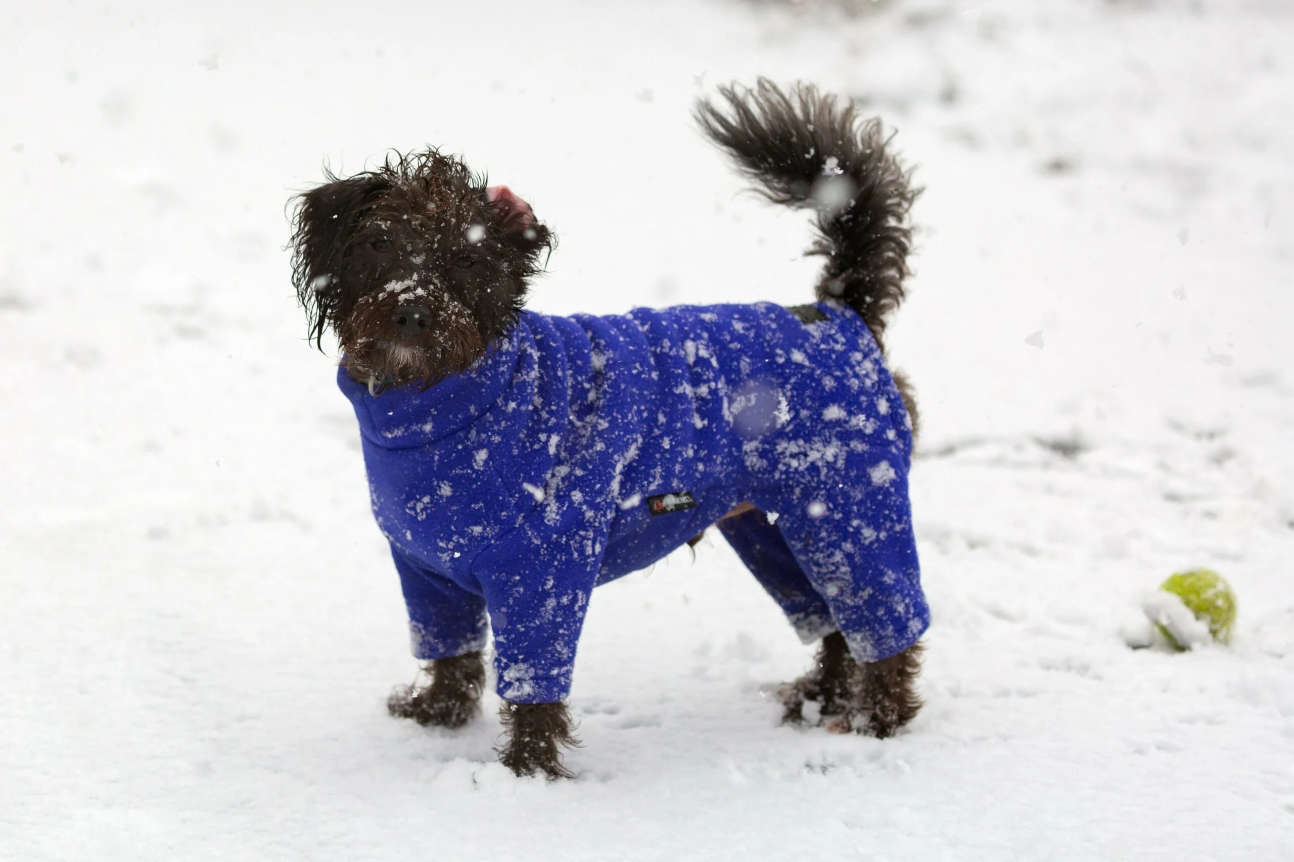 foto Perro de raza Jack-A-Poo