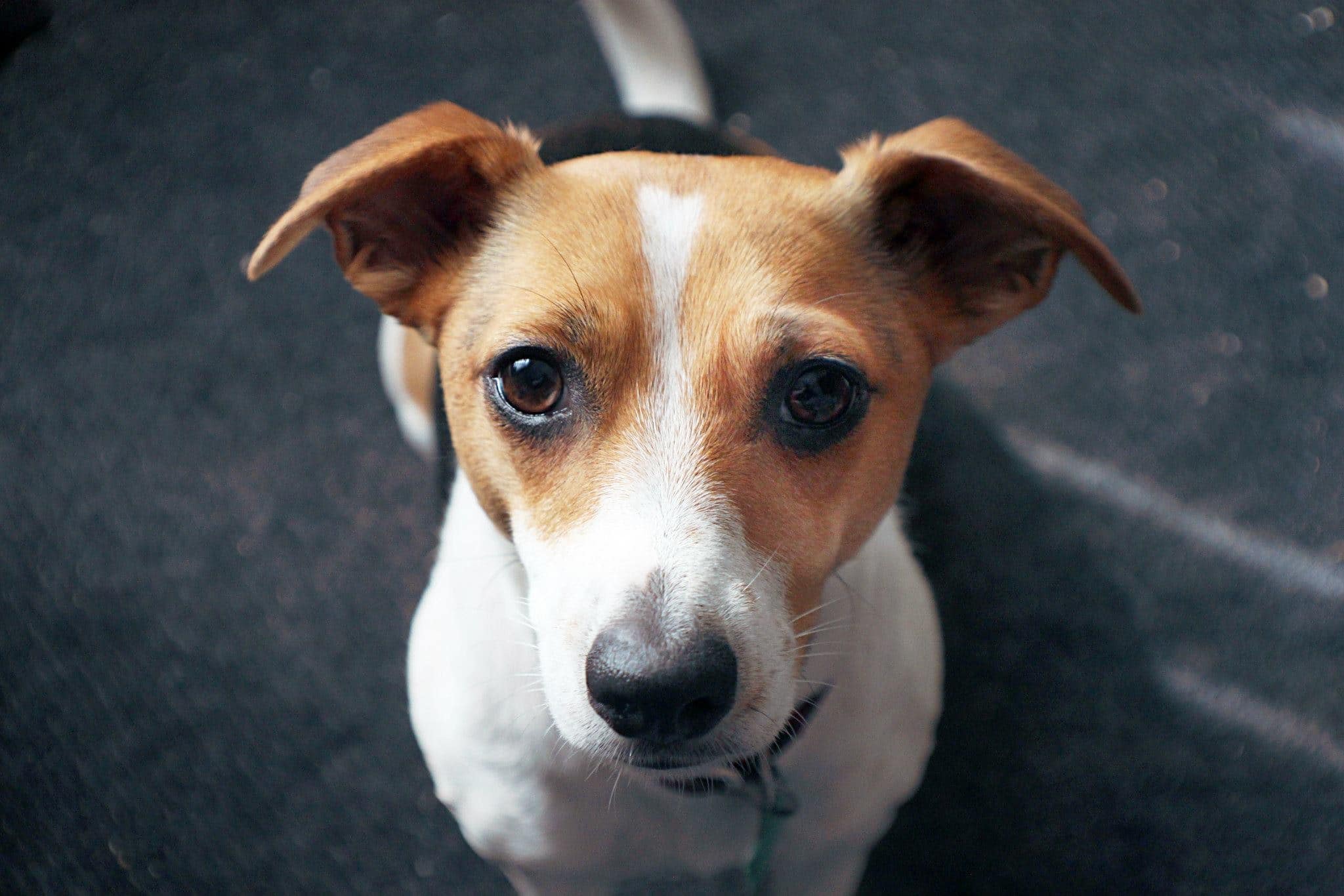 foto Perro de raza Jack Chi