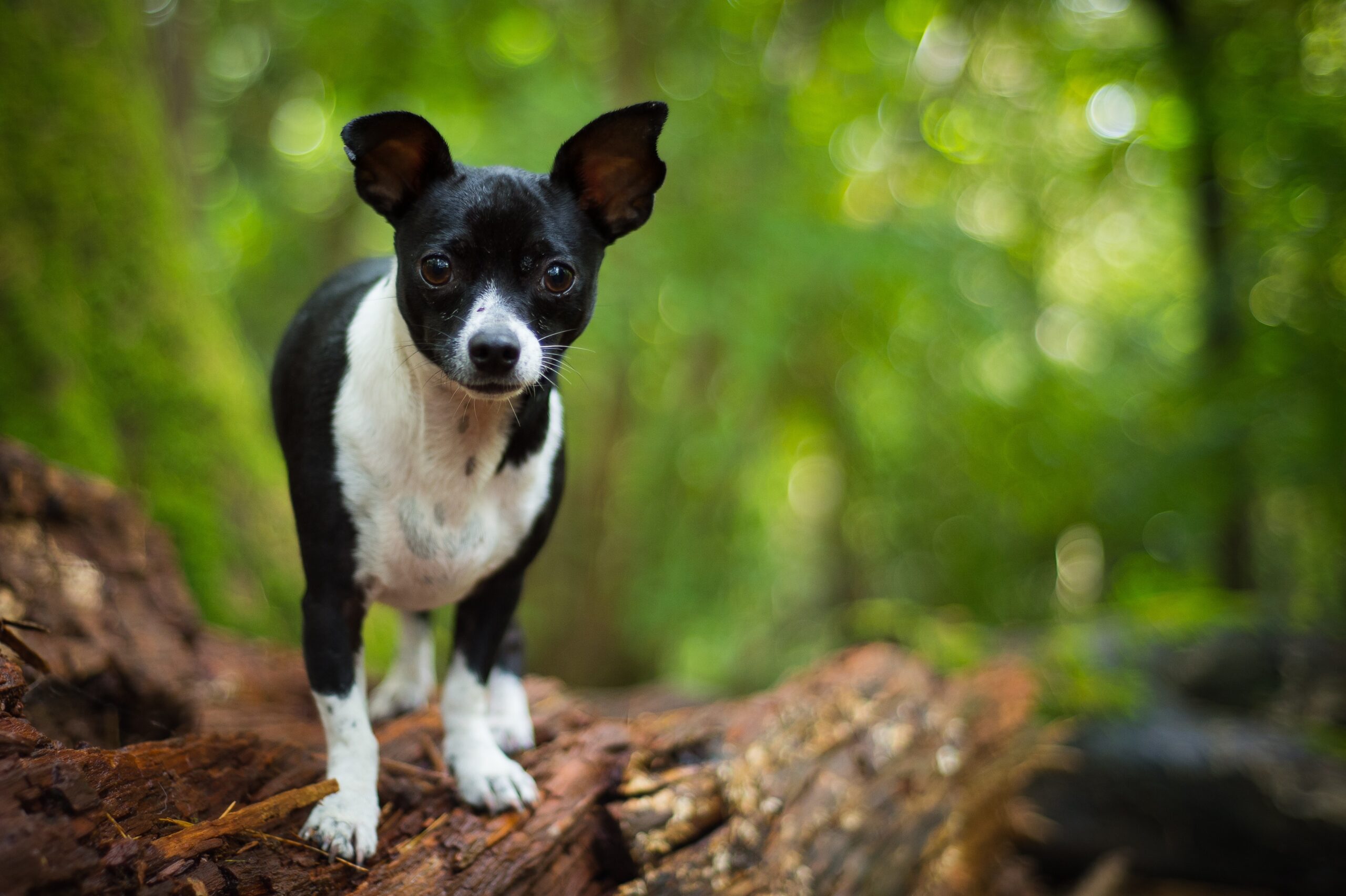 foto Perro de raza Jack Chi
