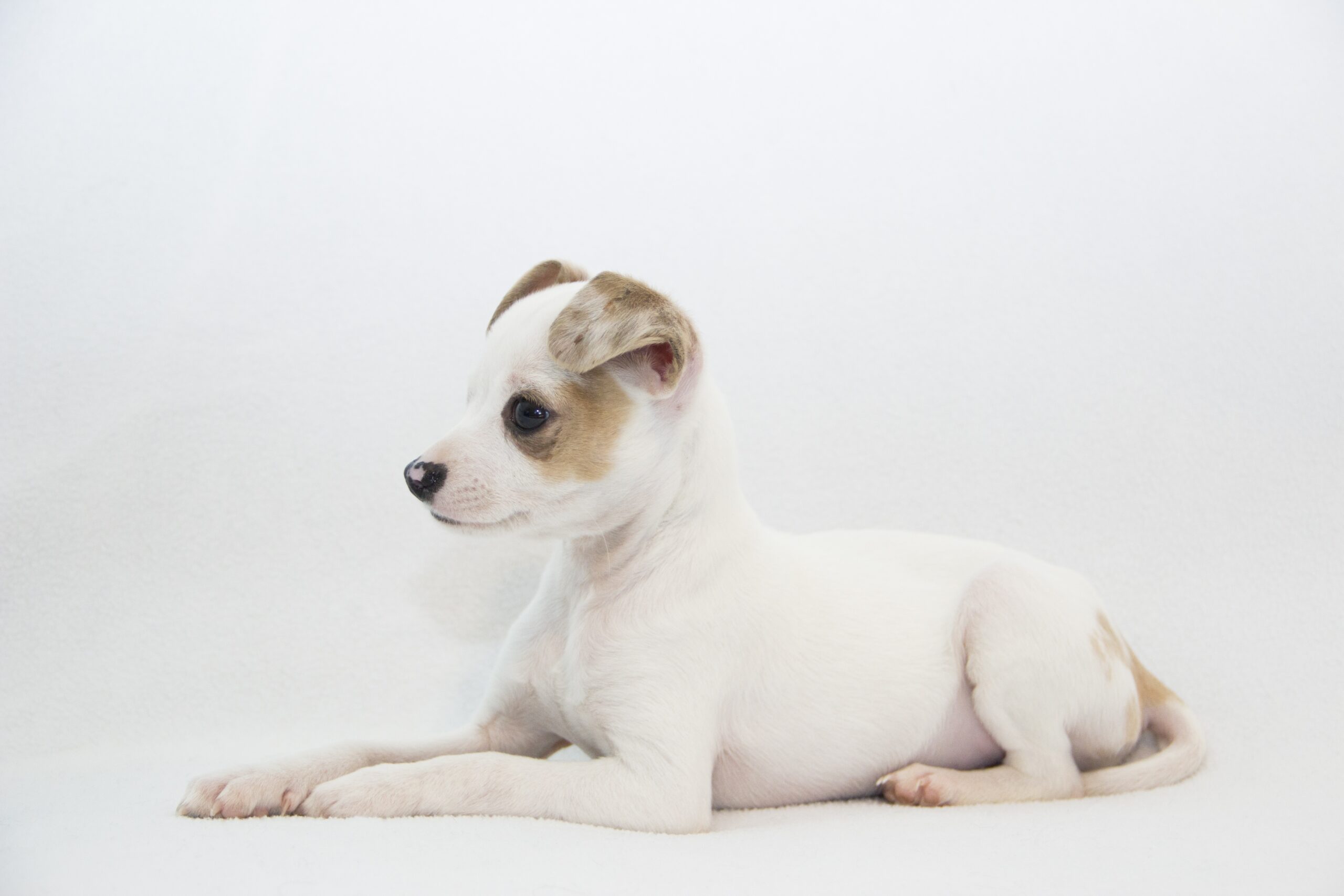 foto Perro de raza Jack Chi