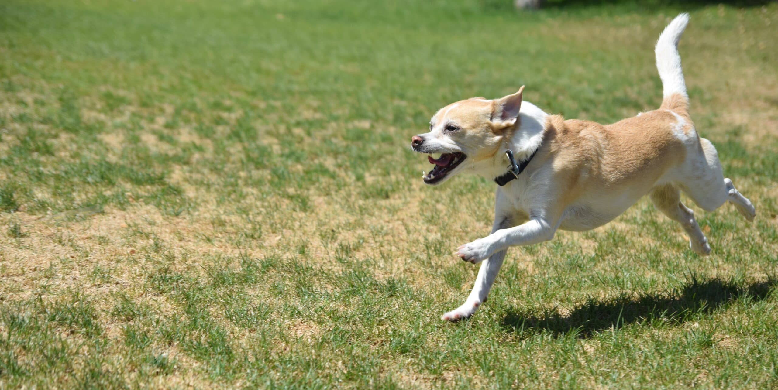 foto Perro de raza Jack Chi