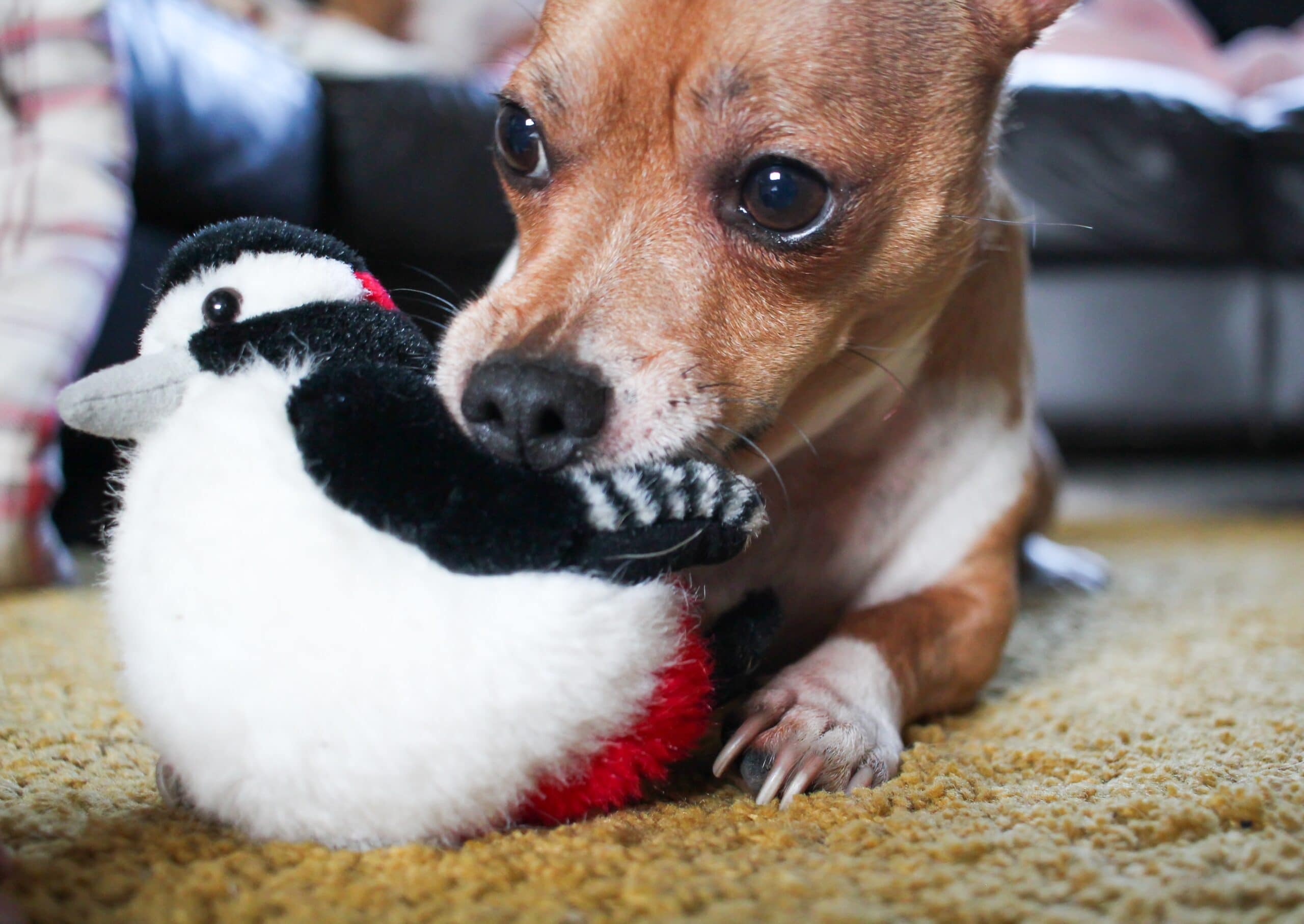 foto Perro de raza Jack Chi