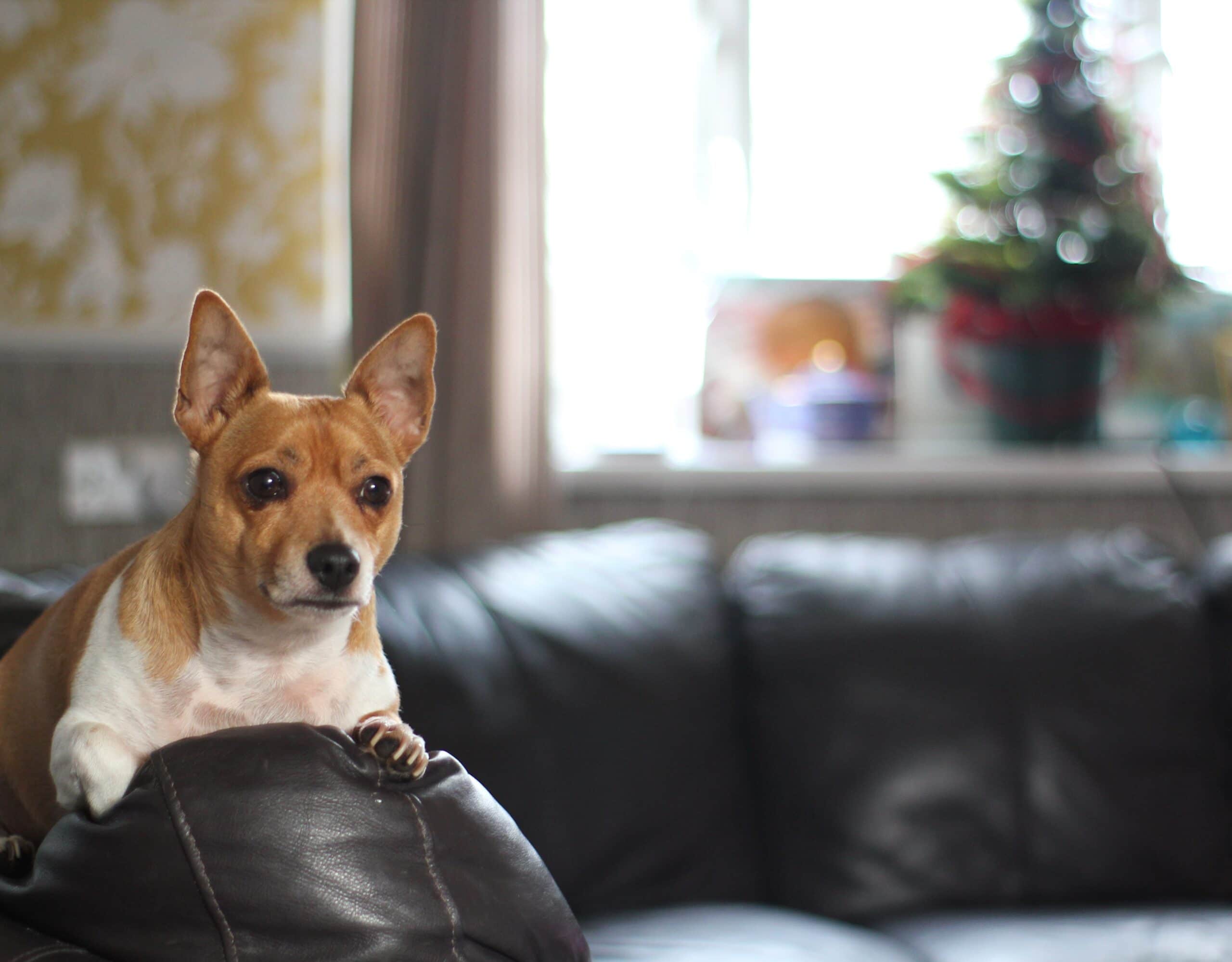 foto Perro de raza Jack Chi