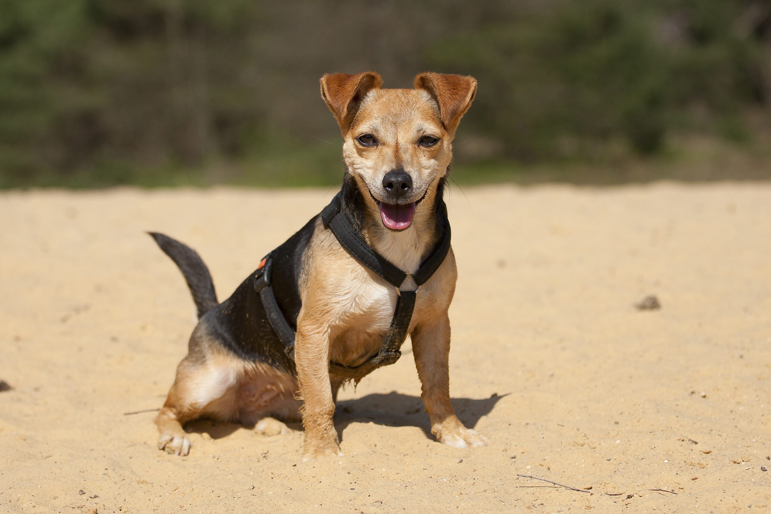 foto Perro mezcla de Jackshund