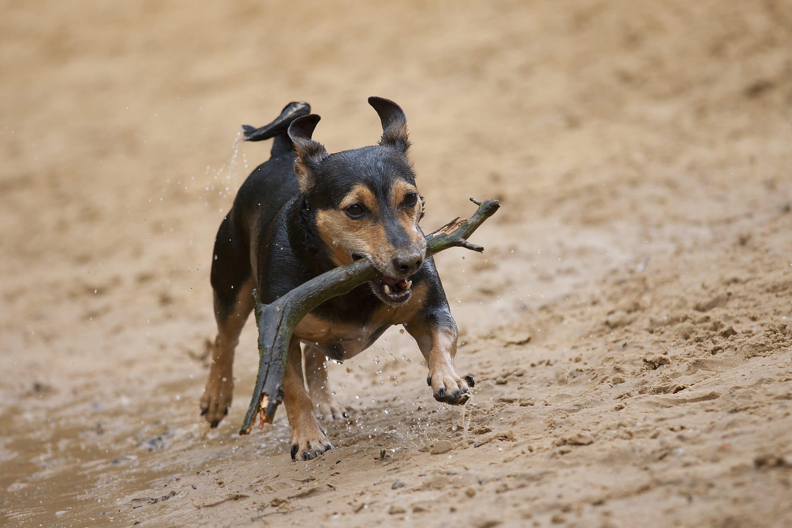 foto Perro mezcla de Jackshund