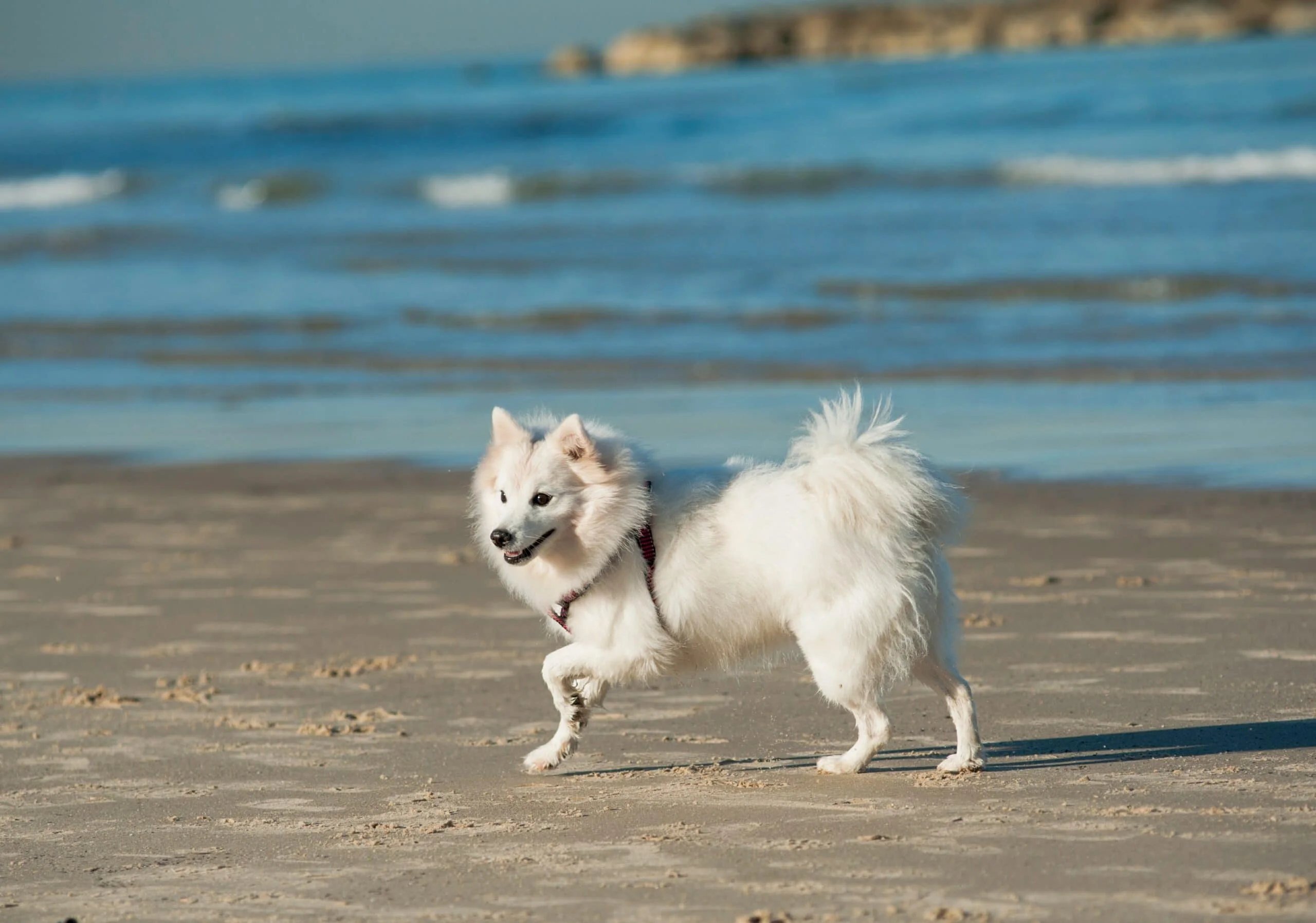 foto Perro Spitz Japonés