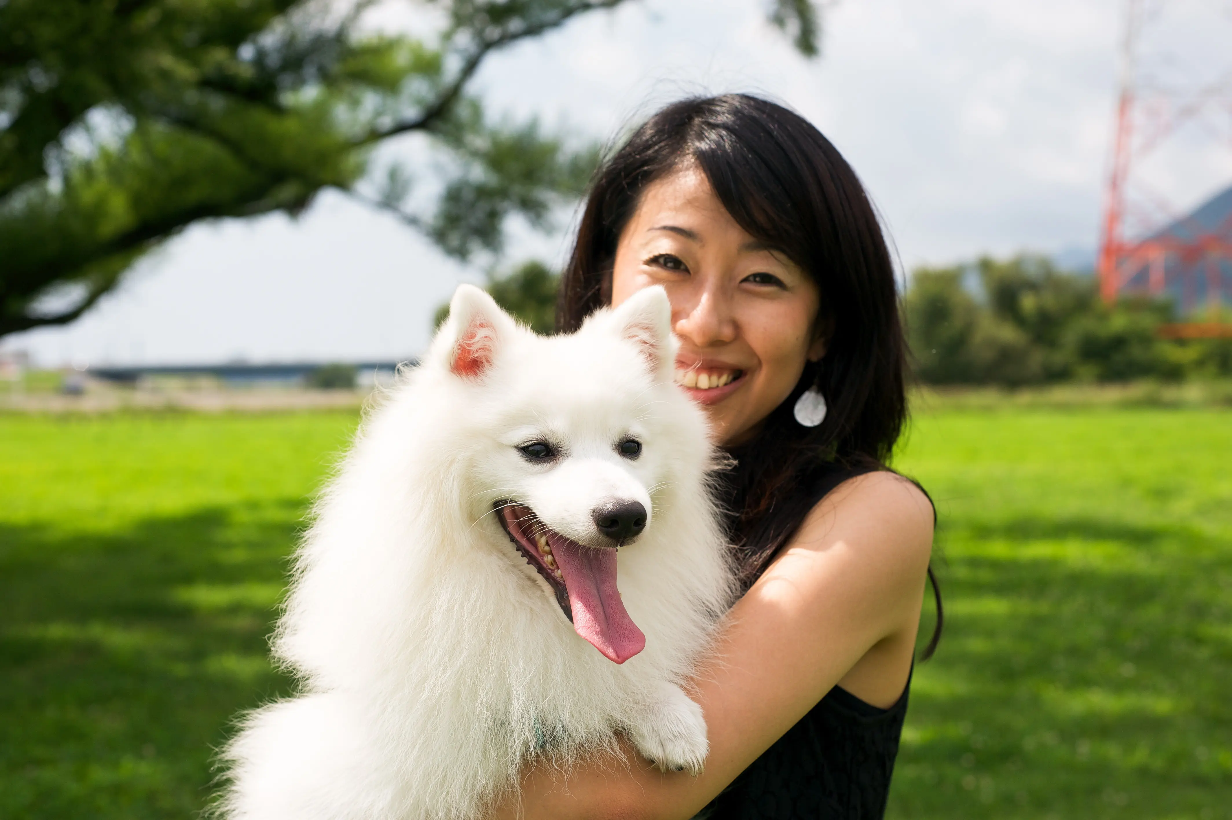 foto Perro Spitz Japonés