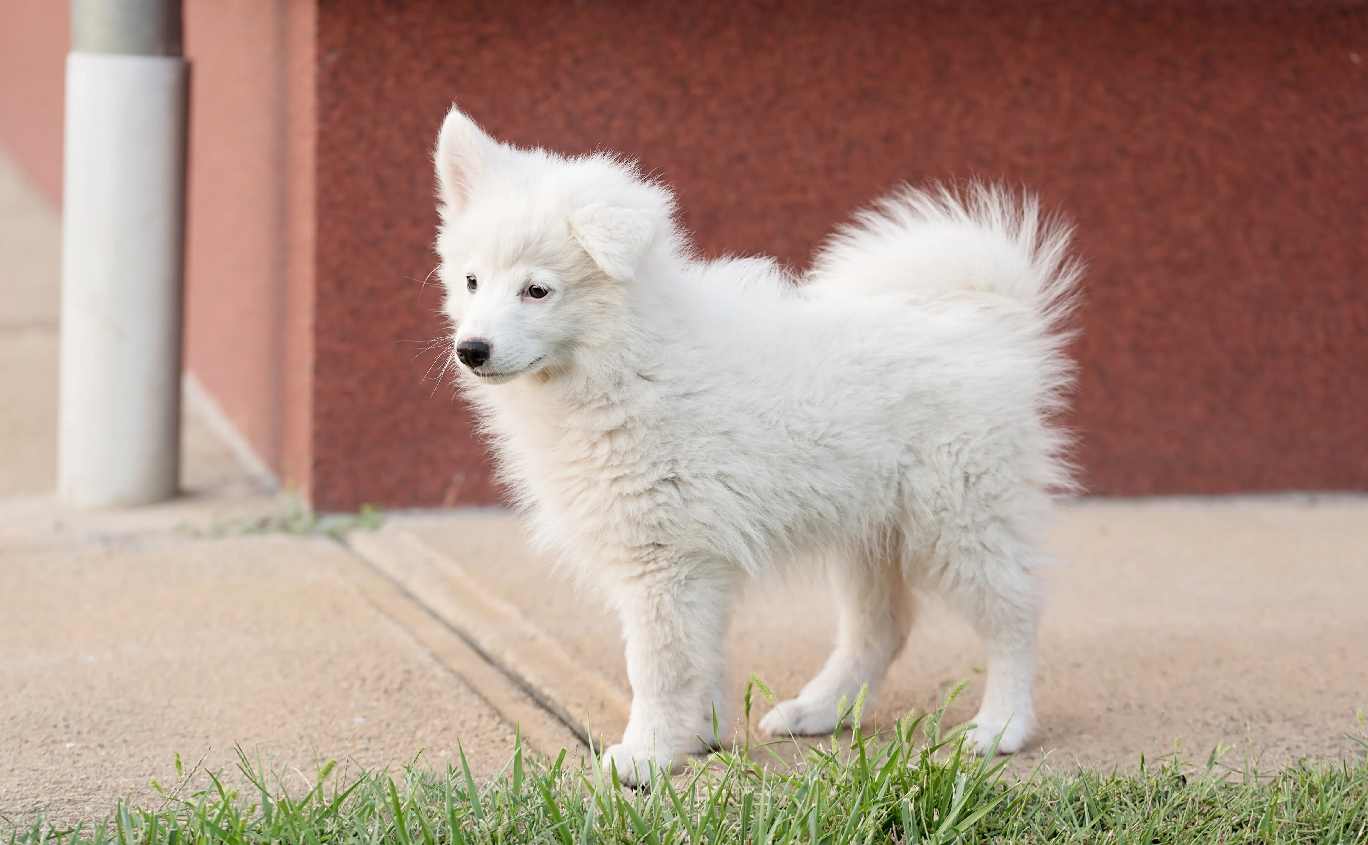 foto Perro Spitz Japonés