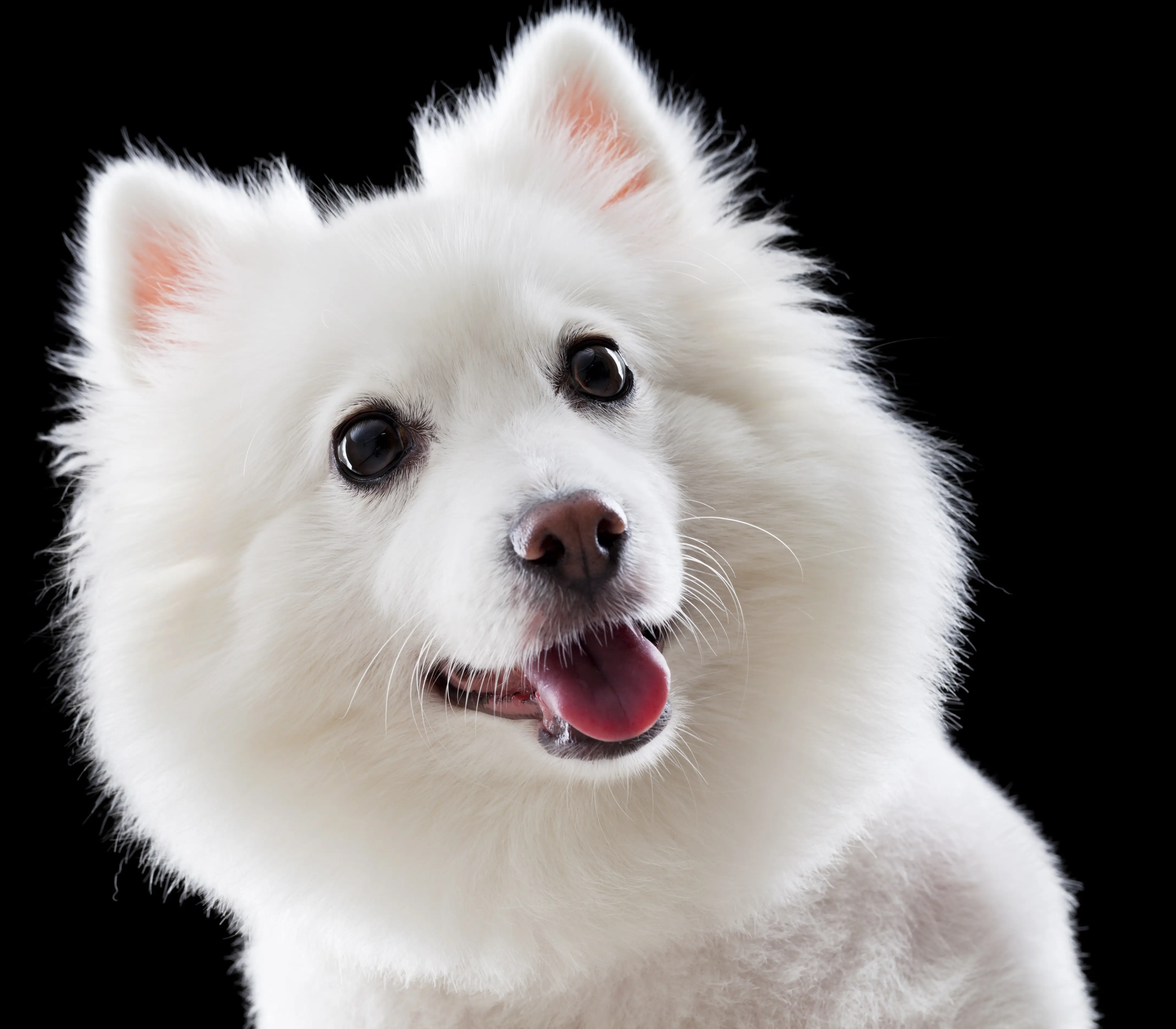 foto Perro Spitz Japonés