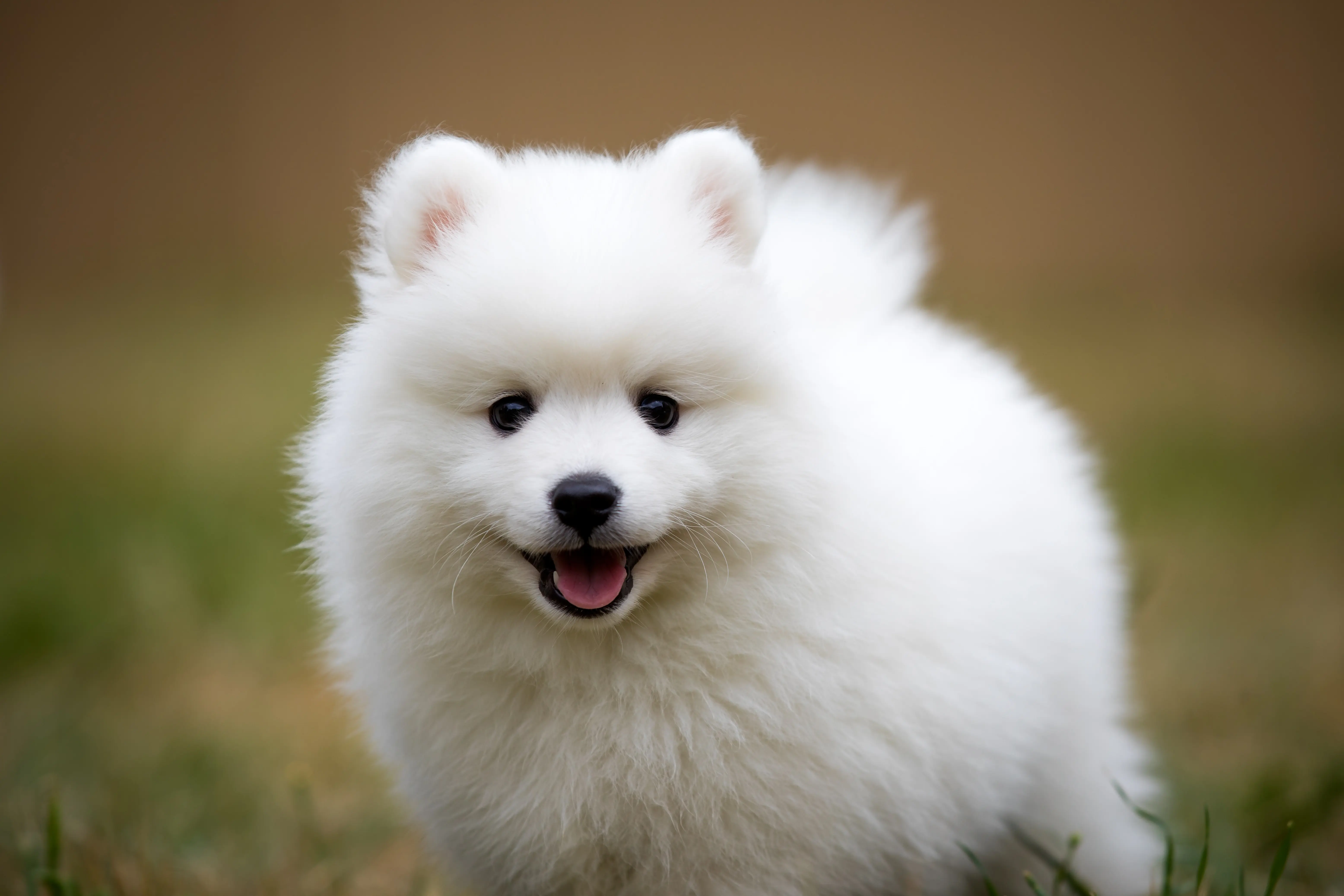 foto Perro Spitz Japonés