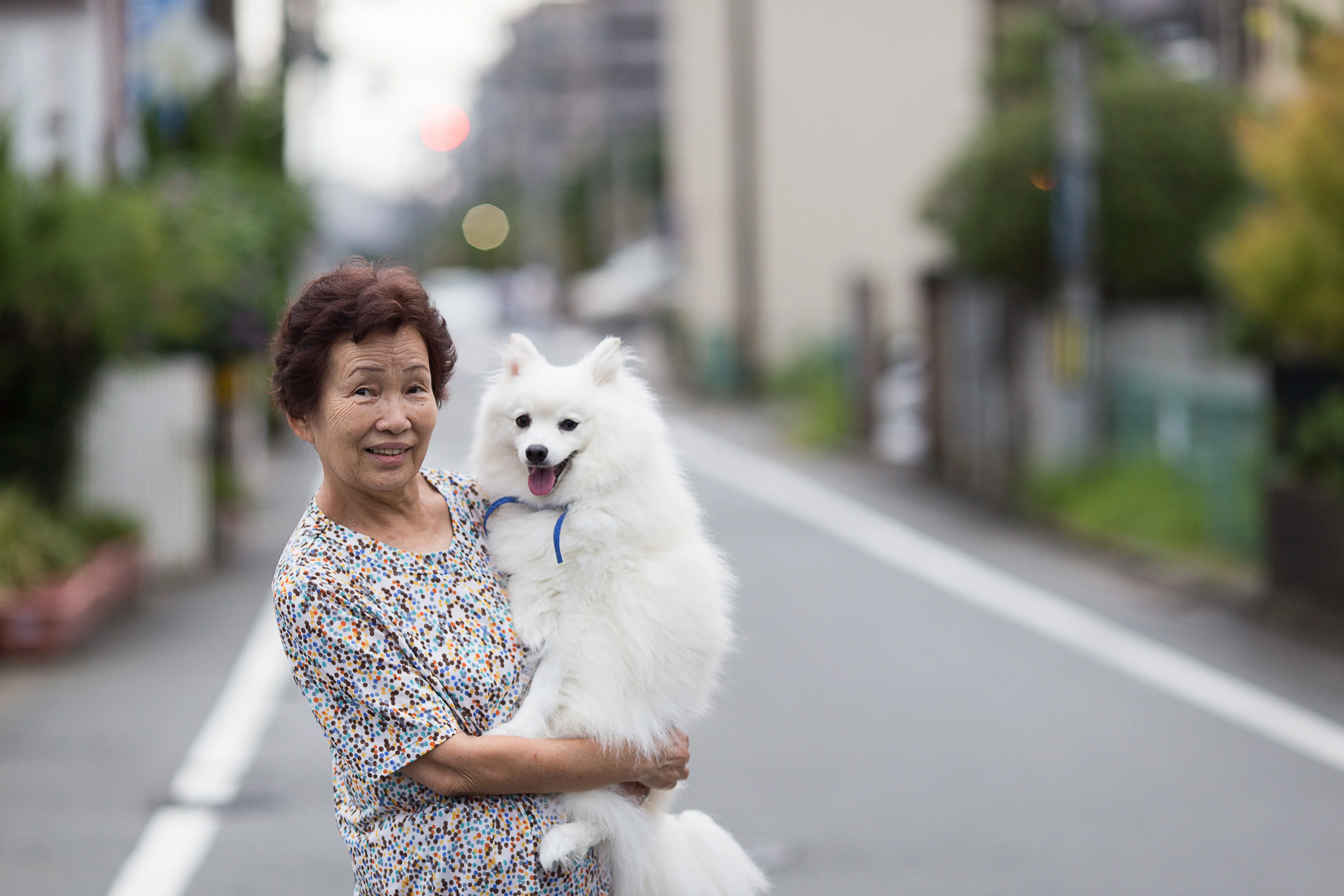 foto Perro Spitz Japonés