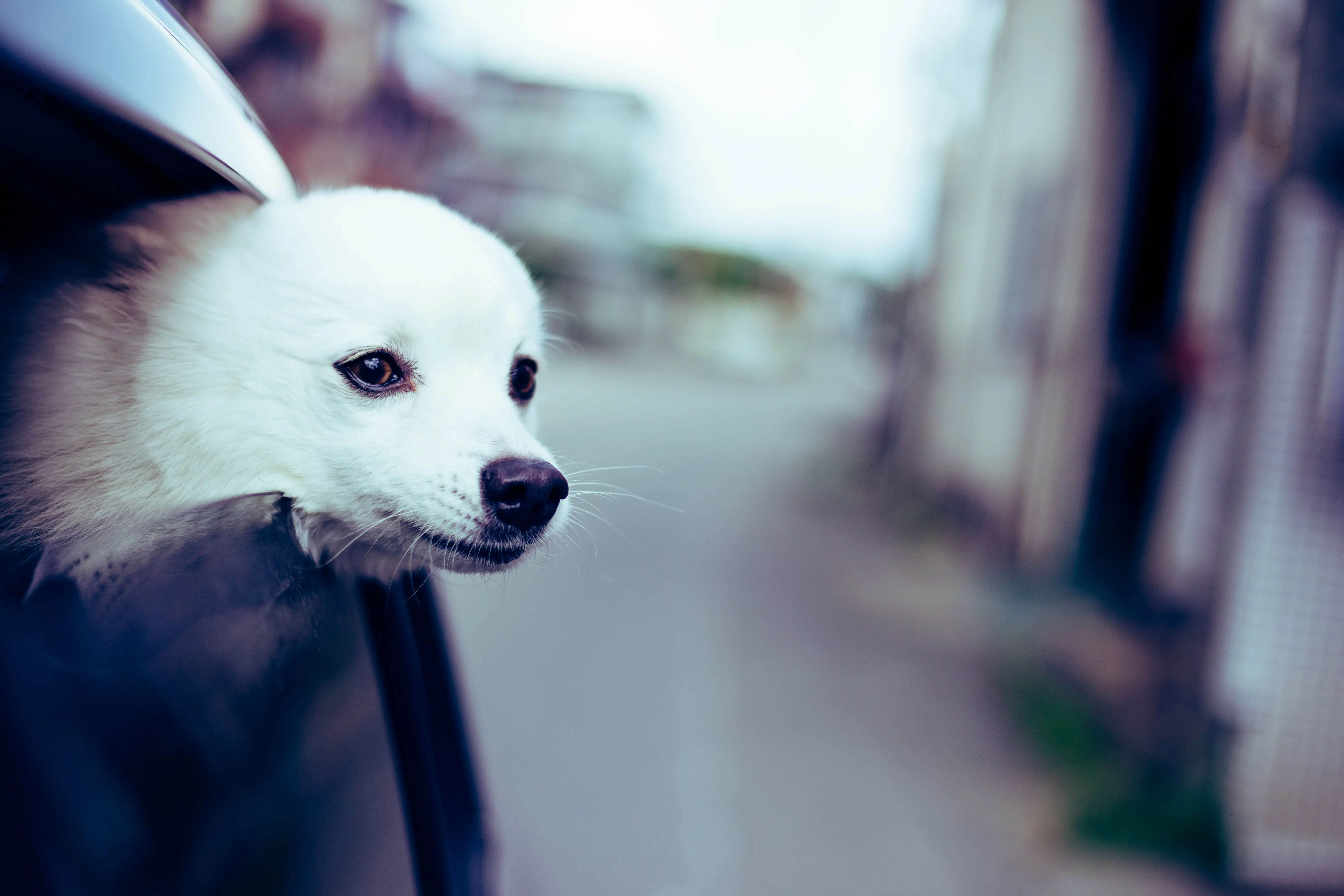 foto Perro Spitz Japonés