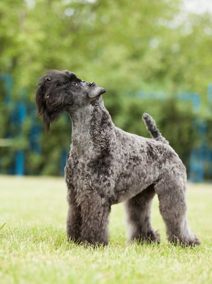 foto Perro Kerry Blue Terrier