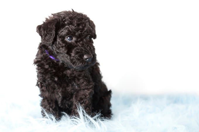 foto Perro Kerry Blue Terrier