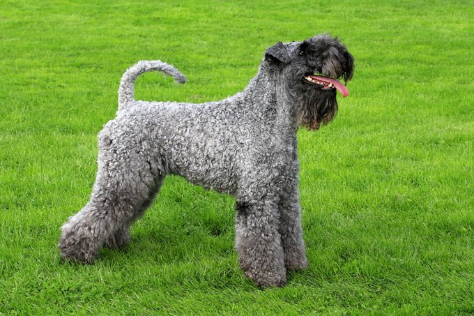 foto Perro Kerry Blue Terrier