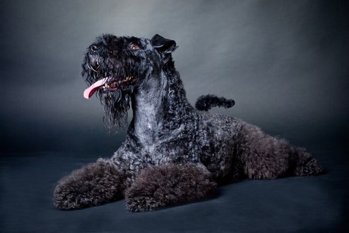 foto Perro Kerry Blue Terrier