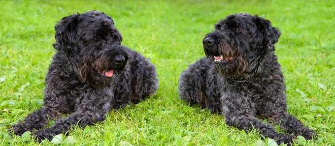 foto Perro Kerry Blue Terrier