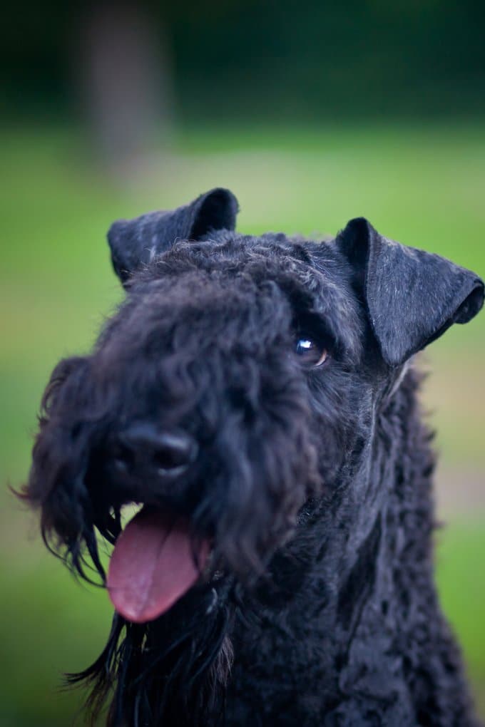 foto Perro Kerry Blue Terrier