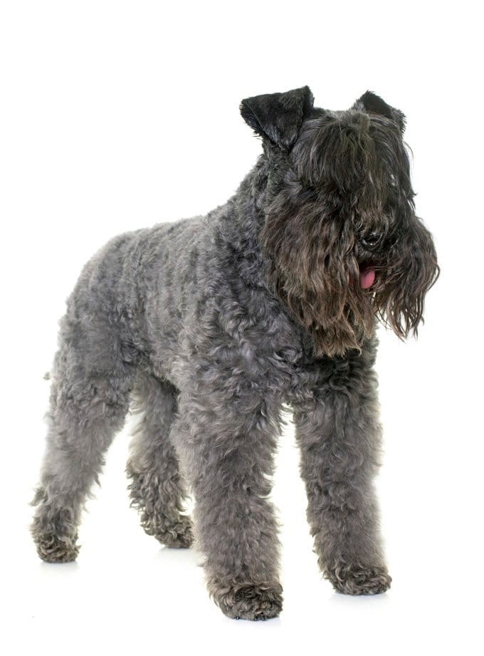 foto Perro Kerry Blue Terrier