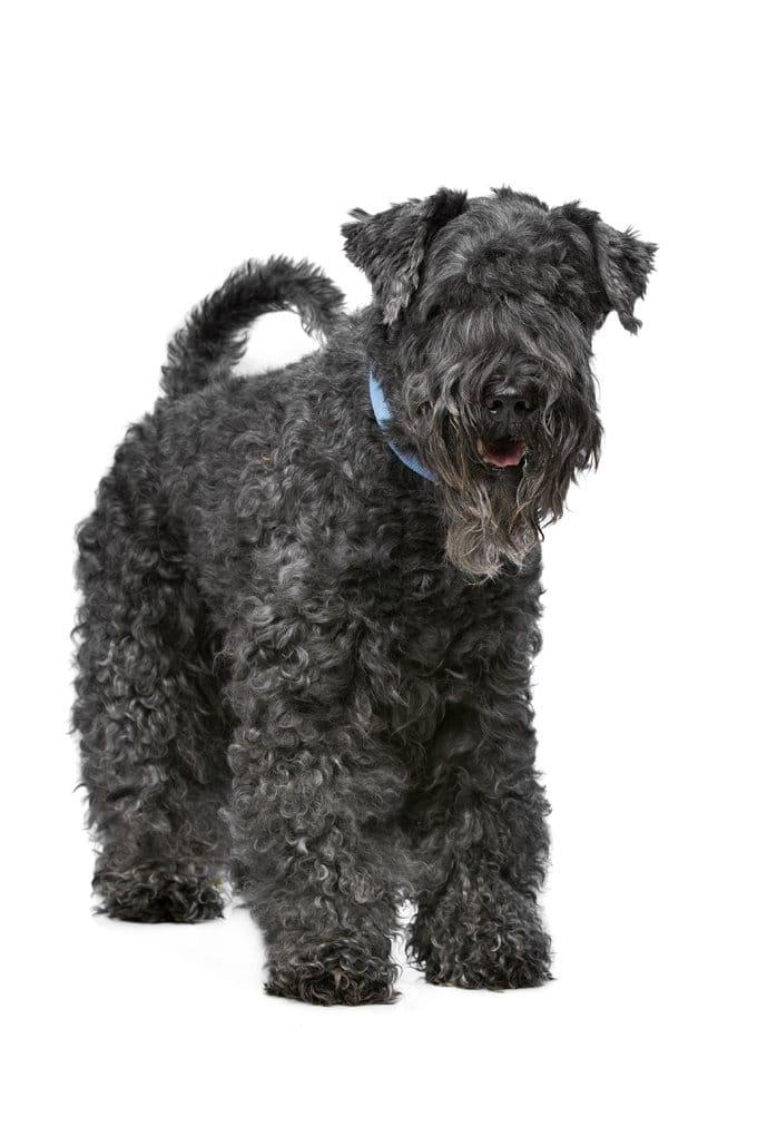 foto Perro Kerry Blue Terrier