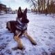 king-shepherd-dog-breed-picture-1