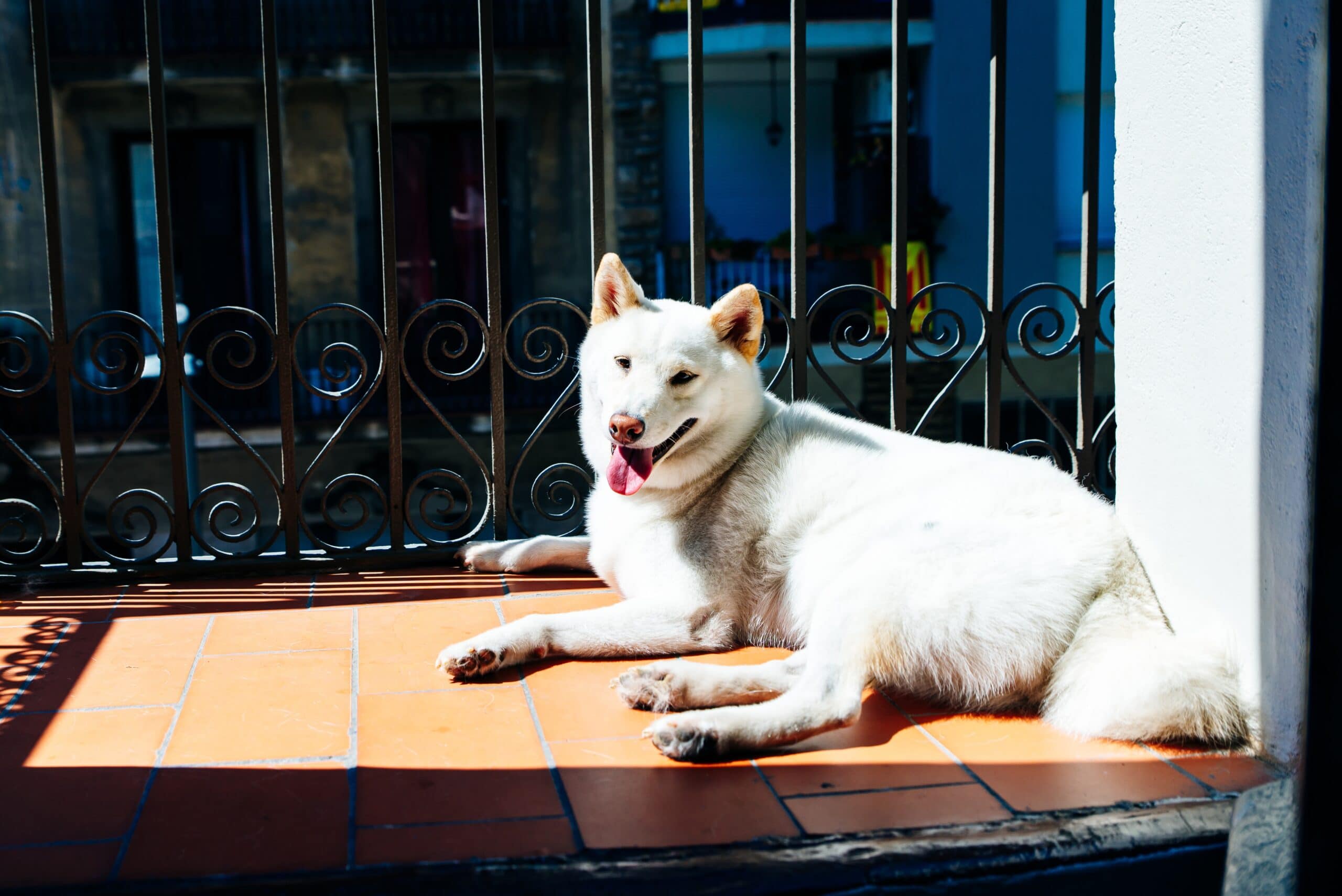 foto Perro Kishu Ken