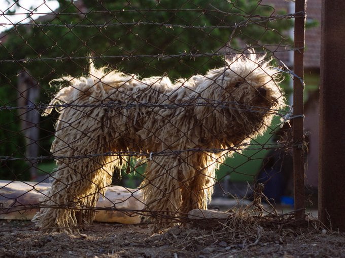 foto Perro Komondor