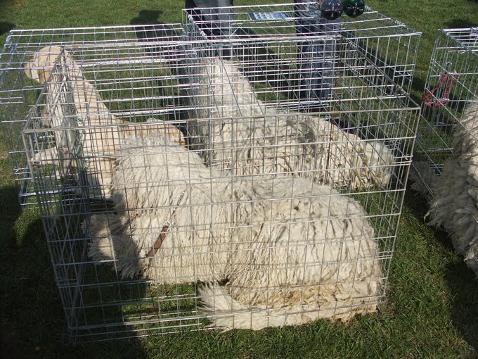 foto Perro Komondor