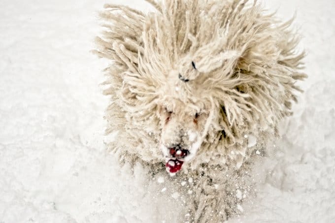 foto Perro Komondor